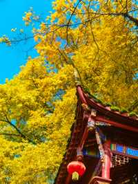 錯過等一年!雅安秋日限定版彩林銀杏盛宴,美到犯規!