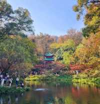 長沙人速看！岳麓山這條隱藏小路，秋天的「寶藏」滿地撿，去晚了
