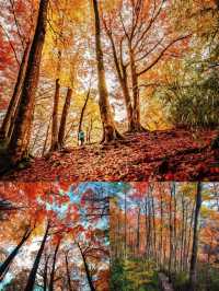 光霧山賞秋指南美到窒息的紅葉天花板在此！
