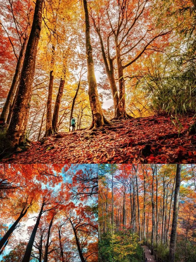 光霧山賞秋指南美到窒息的紅葉天花板在此！