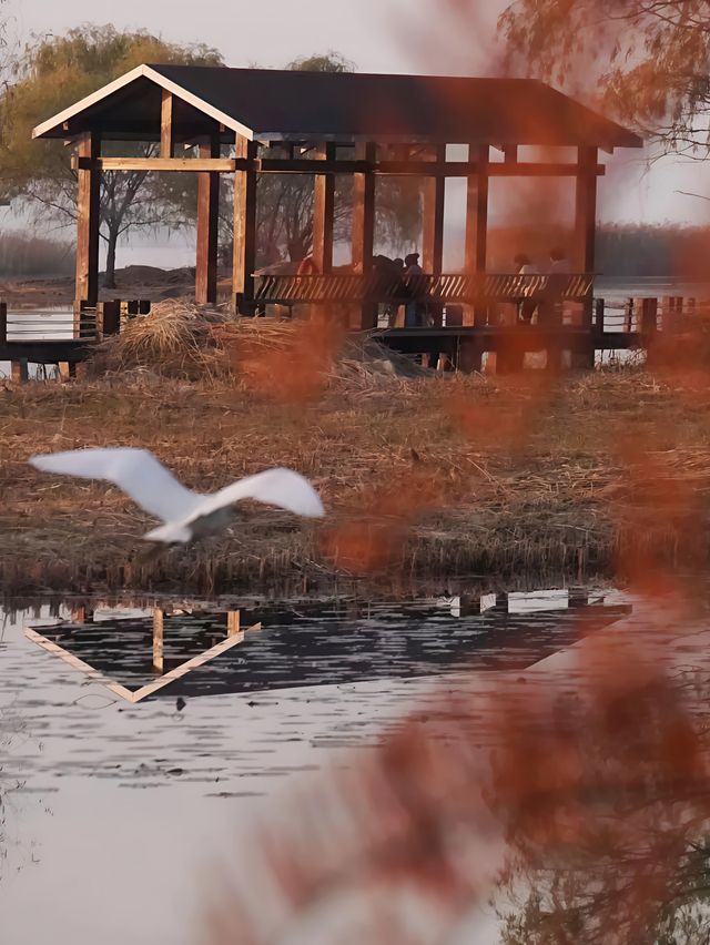 2025太湖觀鳥指南新鮮出爐！最佳點位搶先收藏