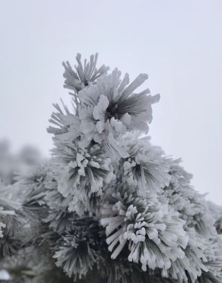 Rime on Baishi Mountain, a winter-only fairy tale wonderland