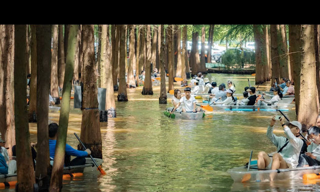 昆明被大部分人忽略的水杉公園 | 本地人私藏