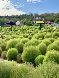 人,速來成都漫花地膚草要變紅啦~