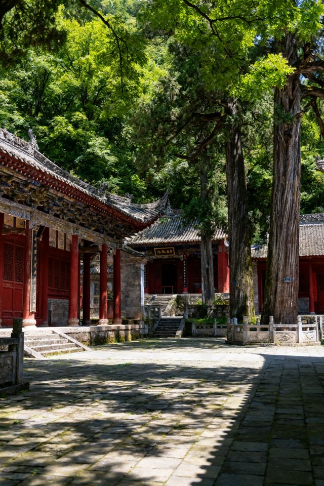 秦嶺秘境｜留壩秋色盛宴來襲！千年銀杏驚艷打卡