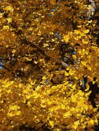 淄博白石洞11月遊玩攻略:邂逅千年銀杏之美