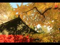 淄博白石洞11月遊玩攻略:邂逅千年銀杏之美