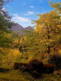 被時光遺忘的金色童話！錯過再等一年！