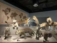 【上海自然博物館·萬物皆可見】超萌攻略來啦！