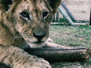 Step Into the Wild: Lion Encounters at Lion & Safari Park 🦁✨