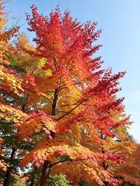 聽我的!趁還沒紅,快來溫州這個掛滿「小燈籠」的村莊!