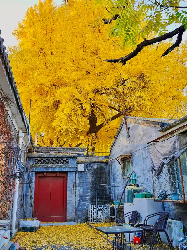 Live update on 11.14! The last autumn colors of Beijing's hutongs!