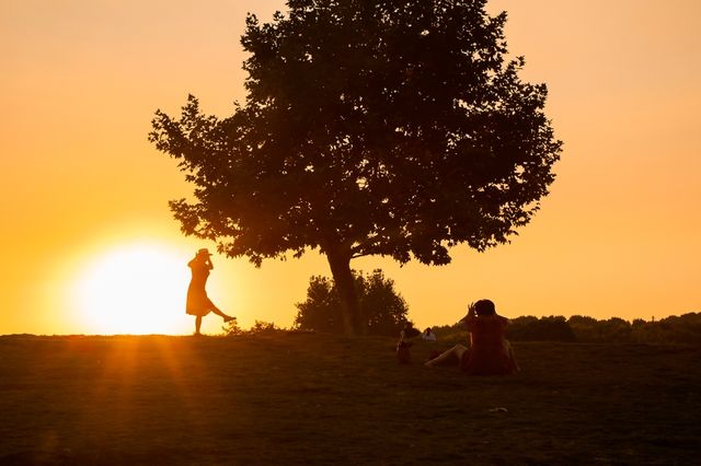 南京的樹正在刷屏