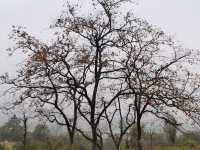 令人驚艷的賞秋之地——中國甜柿第一村