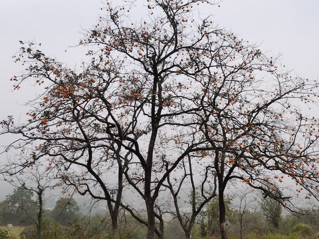 令人驚艷的賞秋之地——中國甜柿第一村 令人驚艷的賞秋之地——中國甜柿第一村