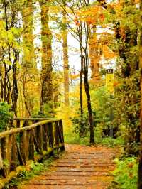 成都周邊賞秋勝地！龍蒼溝彩色幽谷+水上棧道 輕鬆斬獲