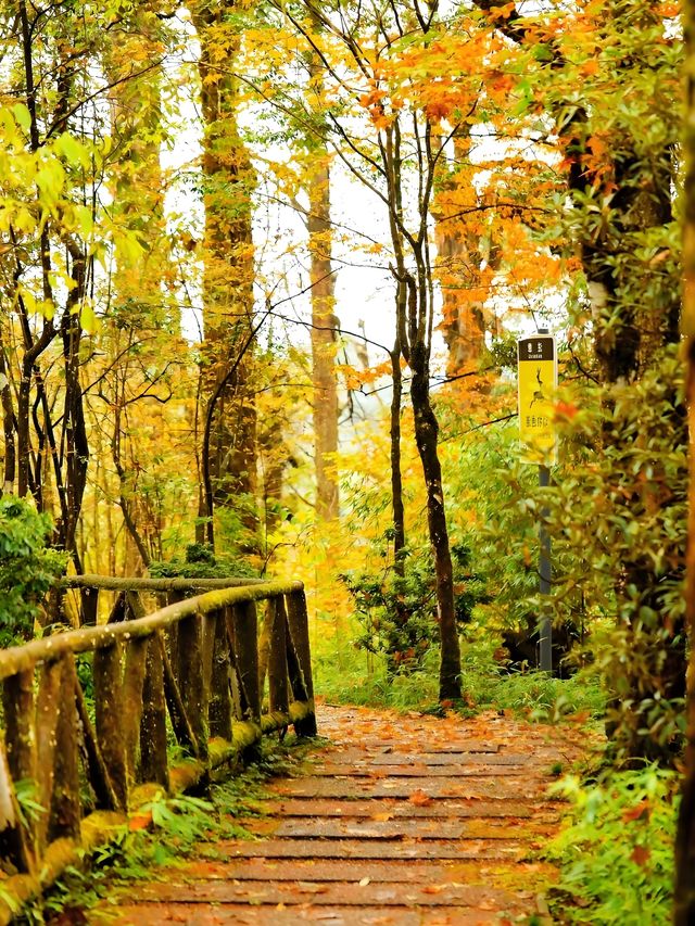 成都周邊賞秋勝地！龍蒼溝彩色幽谷+水上棧道 輕鬆斬獲