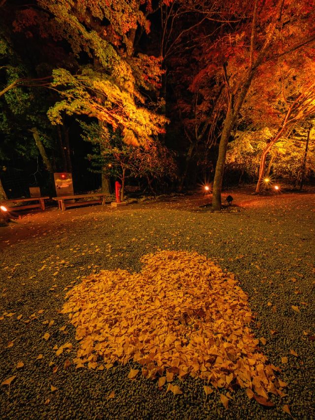 爆美！！！奈良室生寺紅葉燈光展·小眾秘境打卡指南