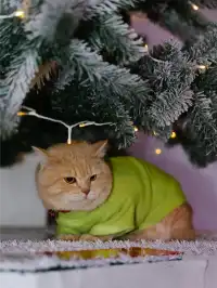 寧波5G過聖誕攻略飄雪打卡地！！