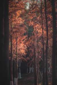 紅楓林裡看泉州