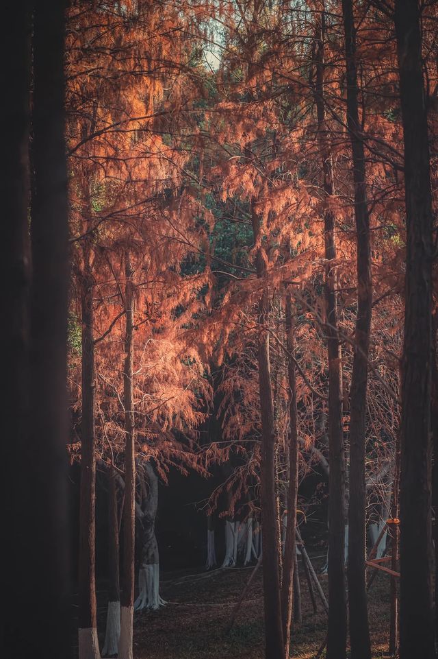 紅楓林裡看泉州