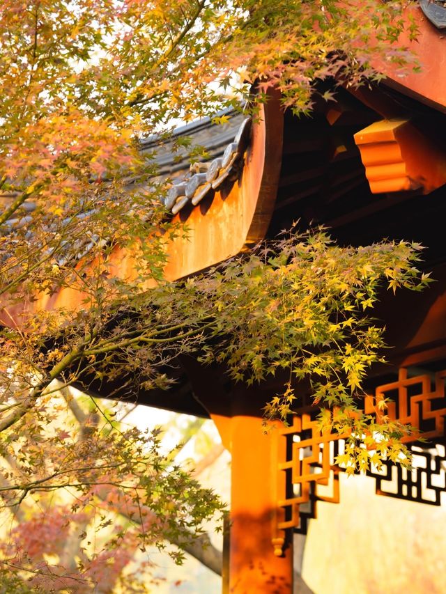 武漢人的私藏拍照聖地堤角公園邂逅初冬浪漫