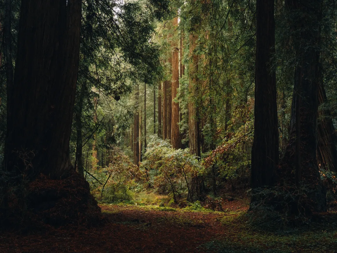 Đi bộ vào khu rừng ẩm ướt của Muir Woods vào một ngày mưa