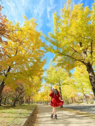 大阪城公園金色地毯300年銀杏的絕美打卡地！