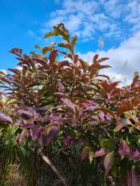 普洱山野漫步這片秘境藏滿了治癒系風景
