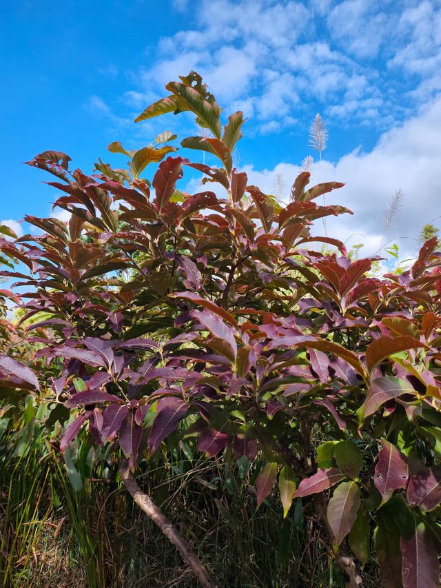 普洱山野漫步這片秘境藏滿了治癒系風景