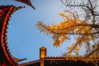 我從未見過如此盛大的銀杏。