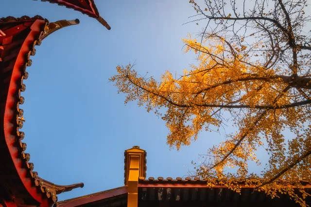 我從未見過如此盛大的銀杏。 我從未見過如此盛大的銀杏。