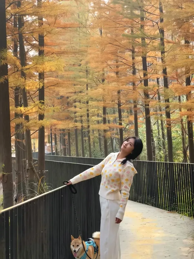 12.1實況live紹興鳳凰山美翻了!!!!!! 12.1實況live紹興鳳凰山美翻了!!!!!!