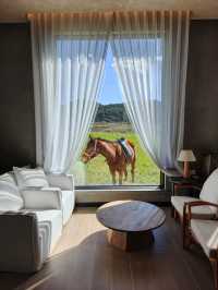 麗江的阿勒泰 文海村這家咖啡館一定要去❗️