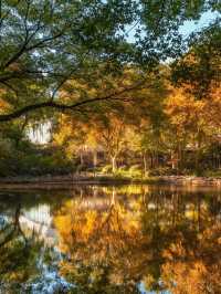 上海魯迅公園｜初冬限定！這片紅楓林美到窒息