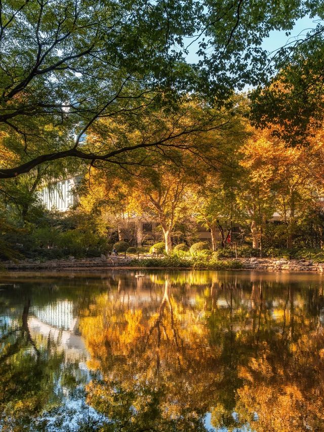 上海魯迅公園｜初冬限定！這片紅楓林美到窒息