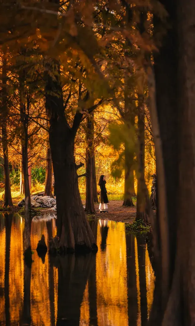 上海這裡的水杉林已到最佳觀賞期