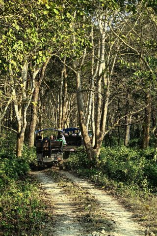 오래된 지프차가 우림 속에서 야생 정령을 찾아 나섰다
