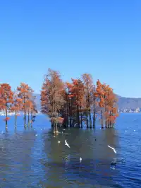 大理旅行 ｜龍龕碼頭入口這個機位太美了吧