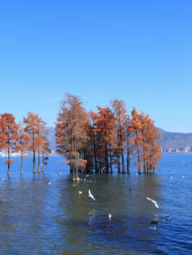 大理旅行 ｜龍龕碼頭入口這個機位太美了吧
