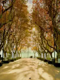 11.30號實拍 | 世紀公園梧桐大道拍照攻略