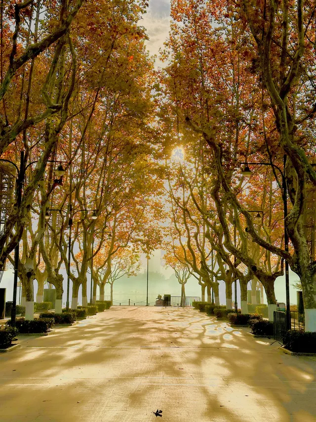 11.30號實拍 | 世紀公園梧桐大道拍照攻略