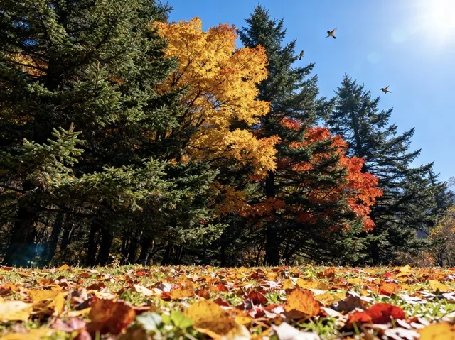 12月秦嶺冷杉攻略雪裹銀杉的冬日童話