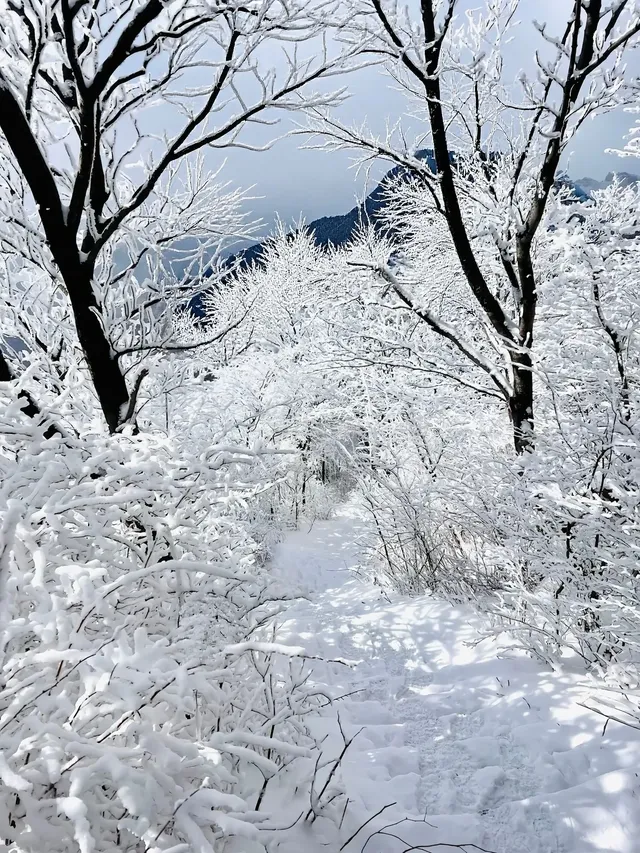 12月中莽山現狀,冷到哭,崩潰到想逃... 12月中莽山現狀,冷到哭,崩潰到想逃...