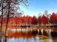 預警三林濱江落羽杉即將紅透，最佳觀賞期