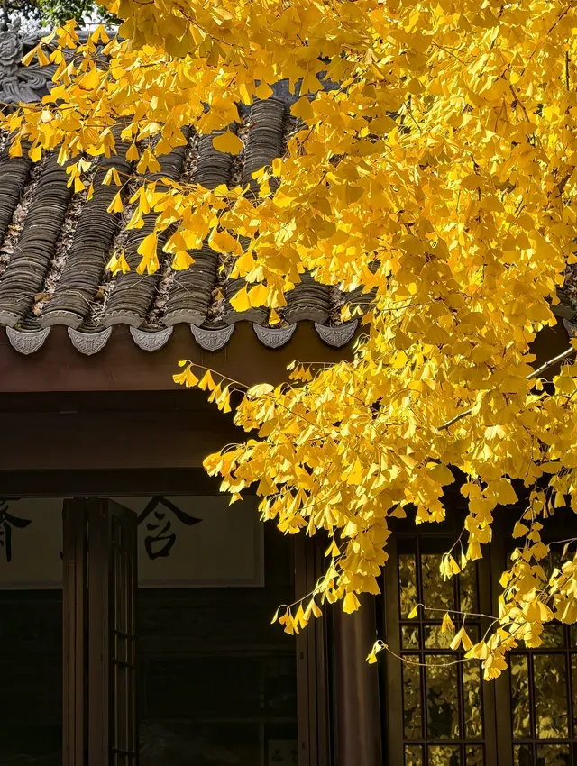 打翻調色盤,最後一次這個視角做寄暢園封面 打翻調色盤,最後一次這個視角做寄暢園封面