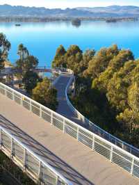 走進畫裡|滇池邊的樹與水與風都是自由的