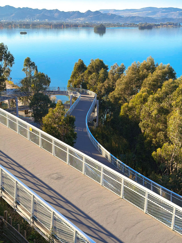 走進畫裡|滇池邊的樹與水與風都是自由的 走進畫裡|滇池邊的樹與水與風都是自由的