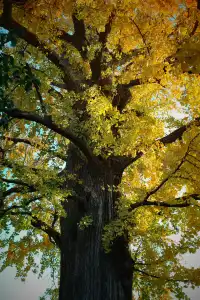 虞山方塔園|八百年銀杏|最佳觀賞期