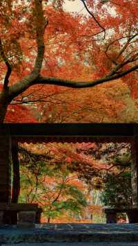 我說魯迅公園是上海市中心的賞秋天花板沒人有意見吧